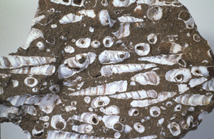 Turritella sandsten Paleocæn